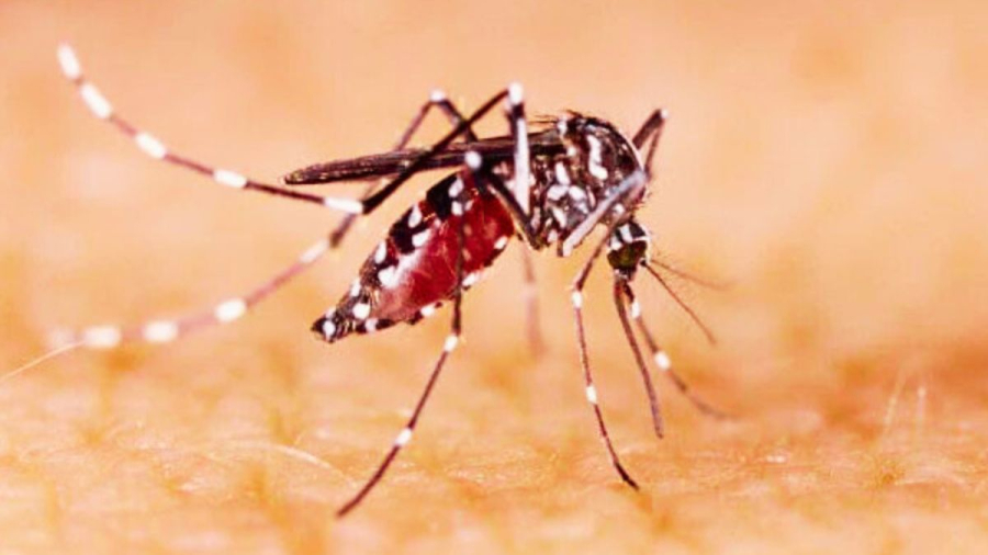 ALERTA MÁXIMO: Morte confirmada em MT acende sinal vermelho e Cáceres vive explosão de mosquito