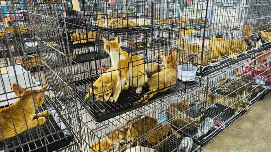Gatos roubados para consumo humano são resgatados no Vietnã em uma das maiores operações do país