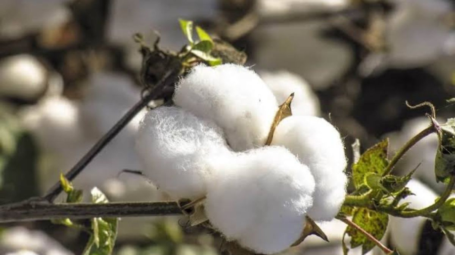 AGRO: Mato Grosso registra recorde na colheita do algodão e produtividade atinge 318 arrobas por hectare